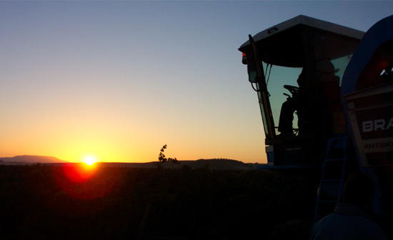 Bodegas Ejeanas night harvest