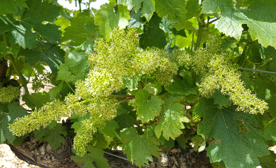 Cabernet Sauvignon blooming