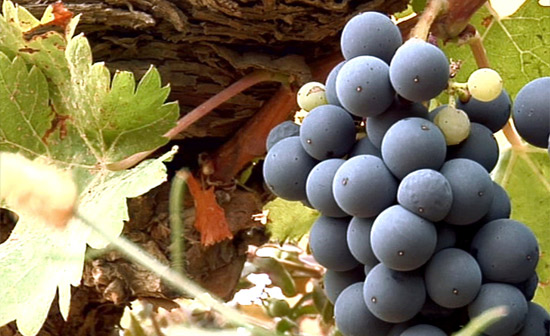 Bodegas Ejeanas grape vineyard